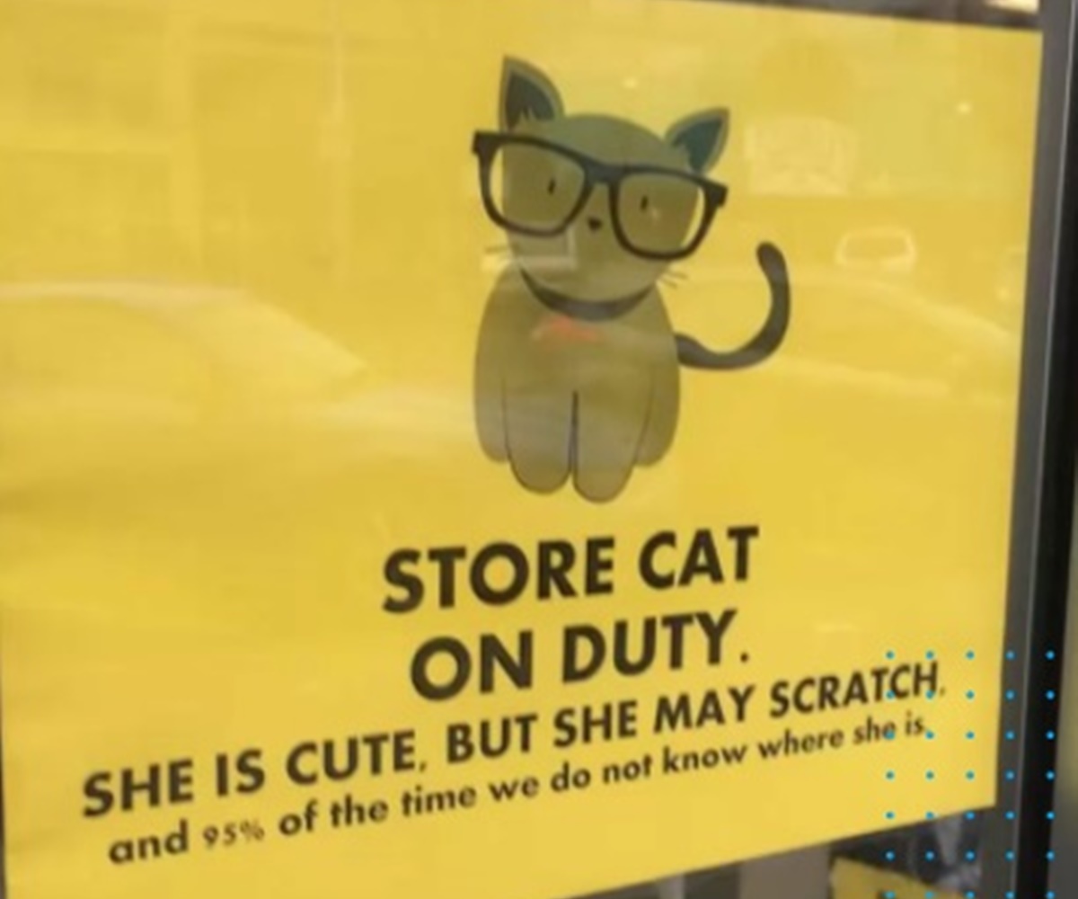 gatto occhiali