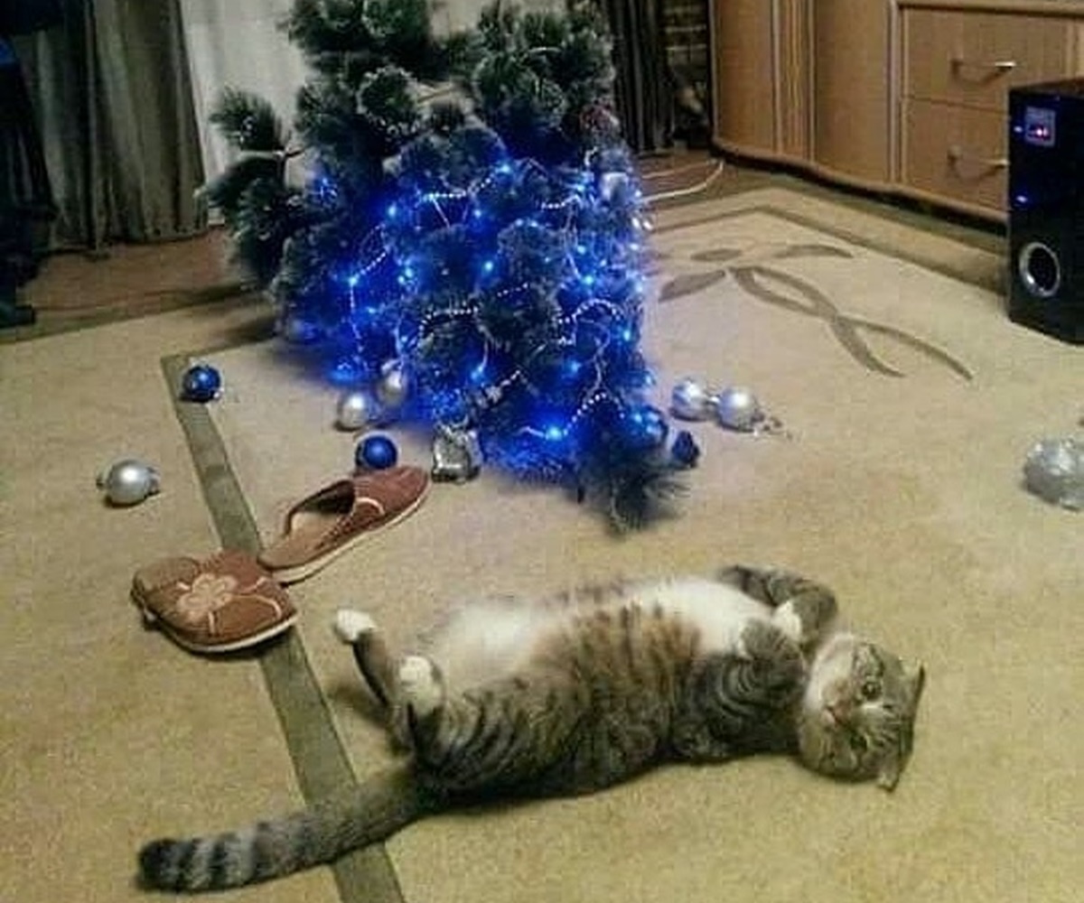 gatto natale