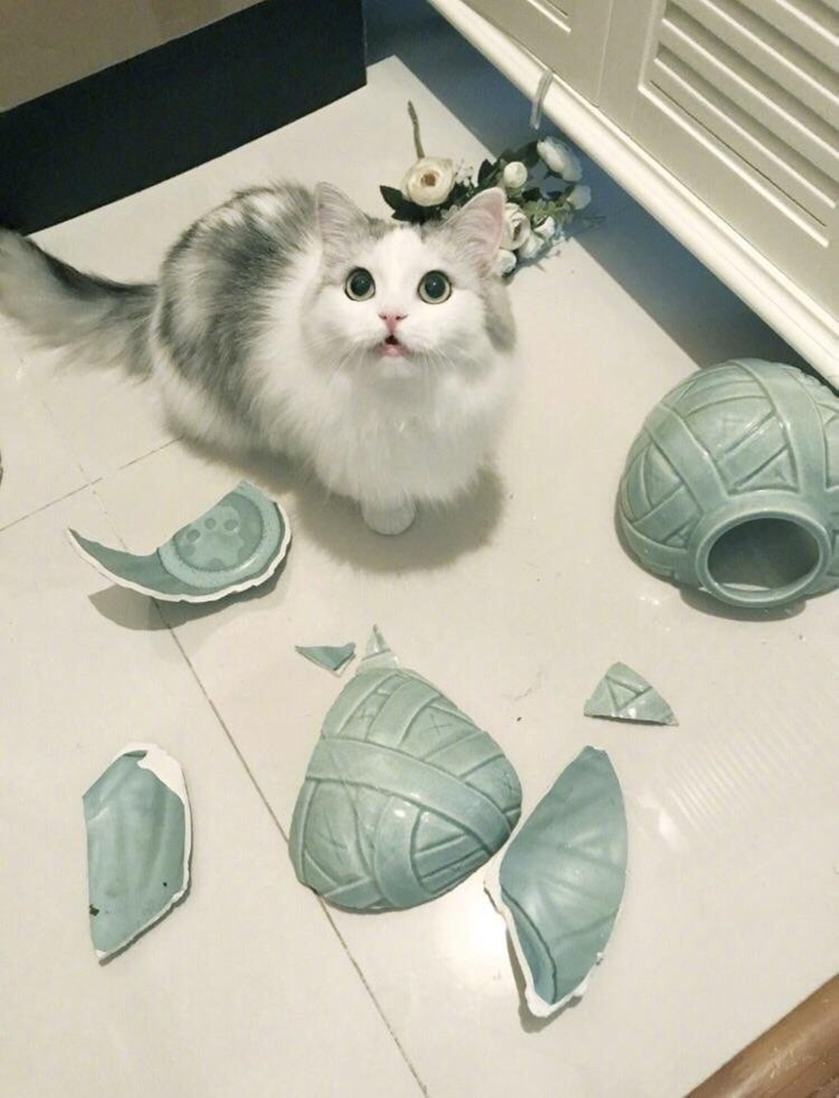 gatto vaso rotto