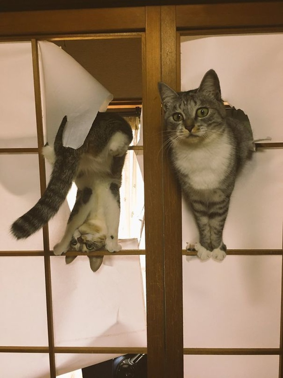 gatti porta
