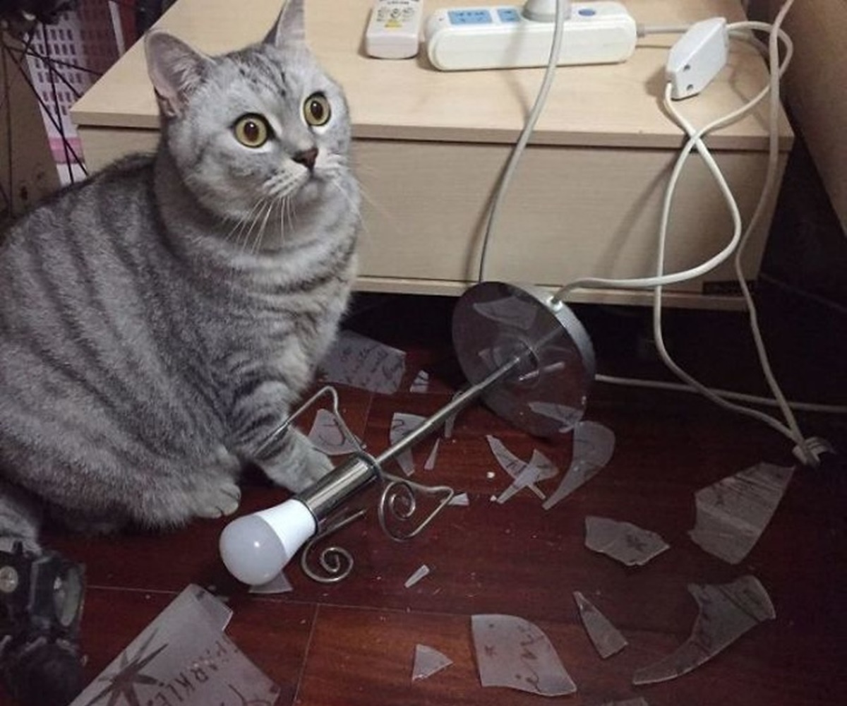 gatto rompe lampada