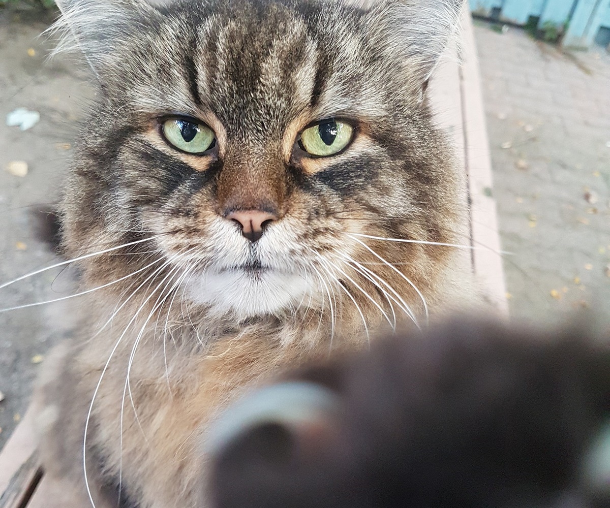 gatto selfie