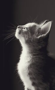 10 idee per fotografare il vostro gatto: i consigli per foto perfette