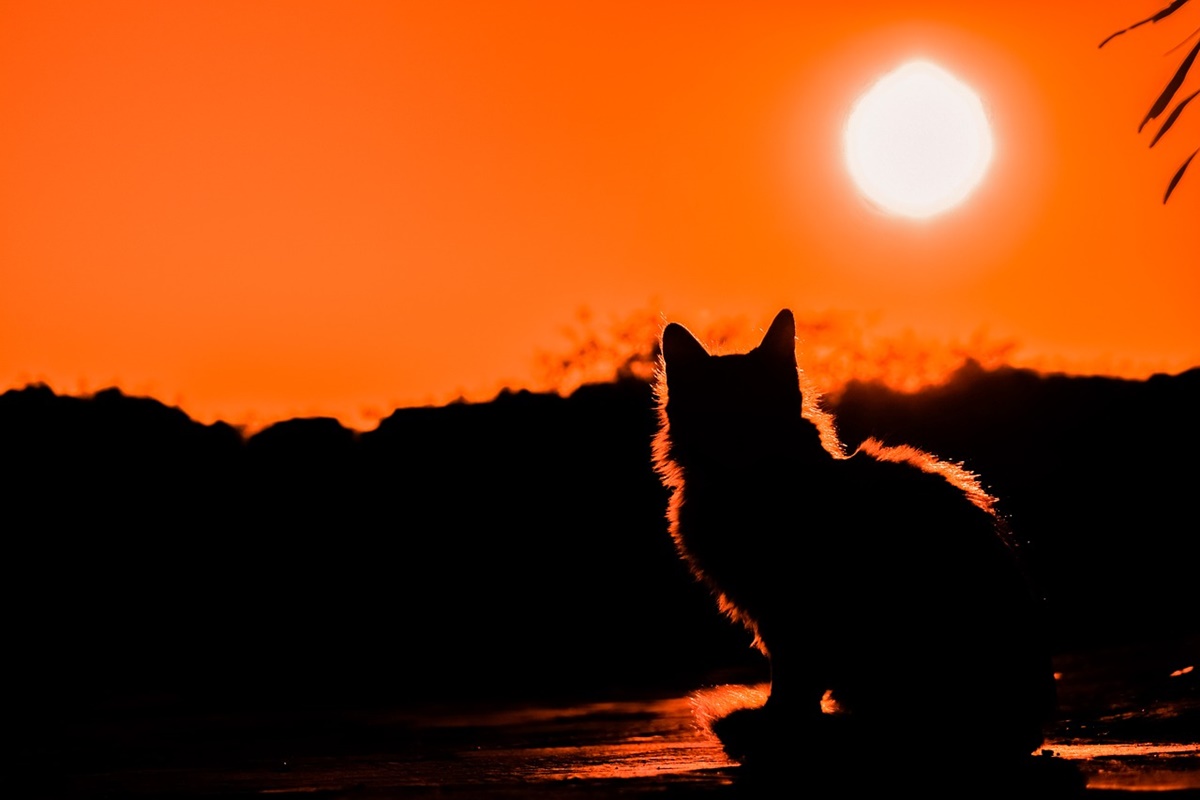 gatto tramonto