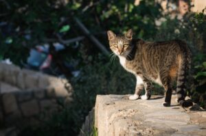 3 modi per evitare che il gatto porti “regalini” in casa