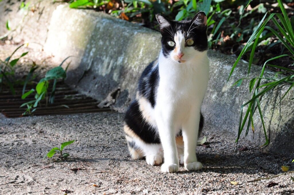 gatto bianco nero