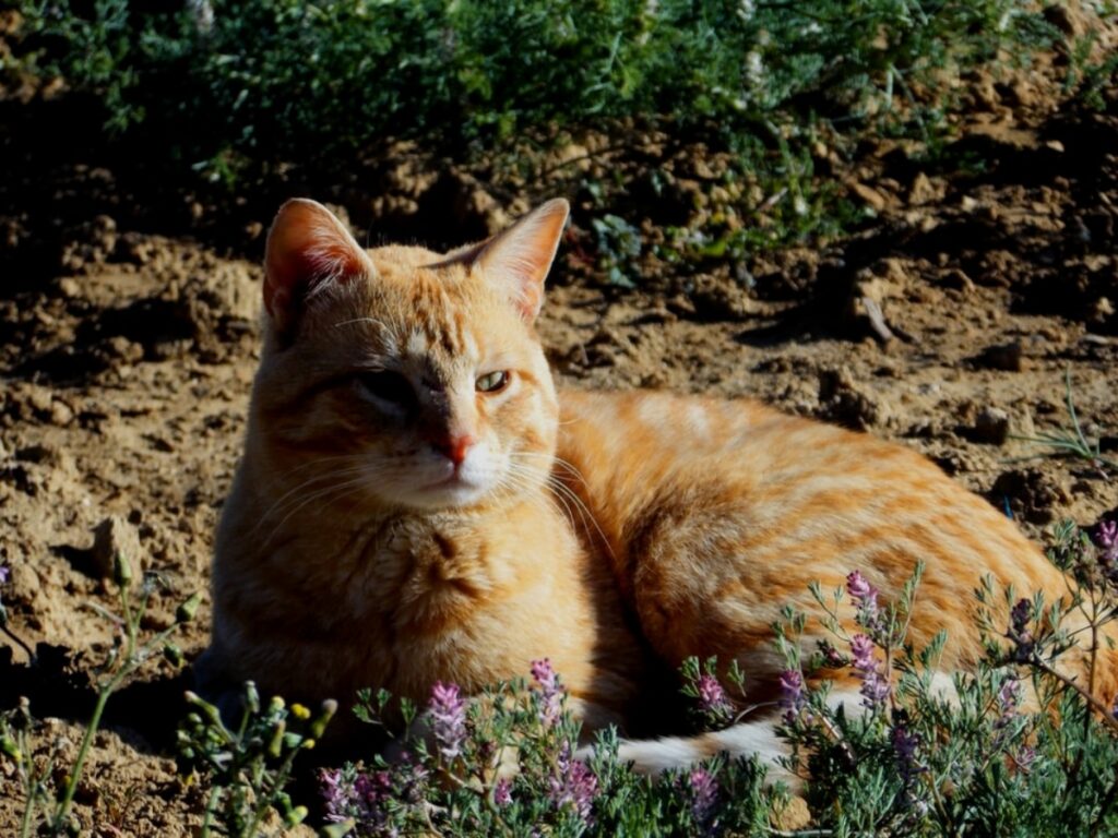 gatto arancione relax