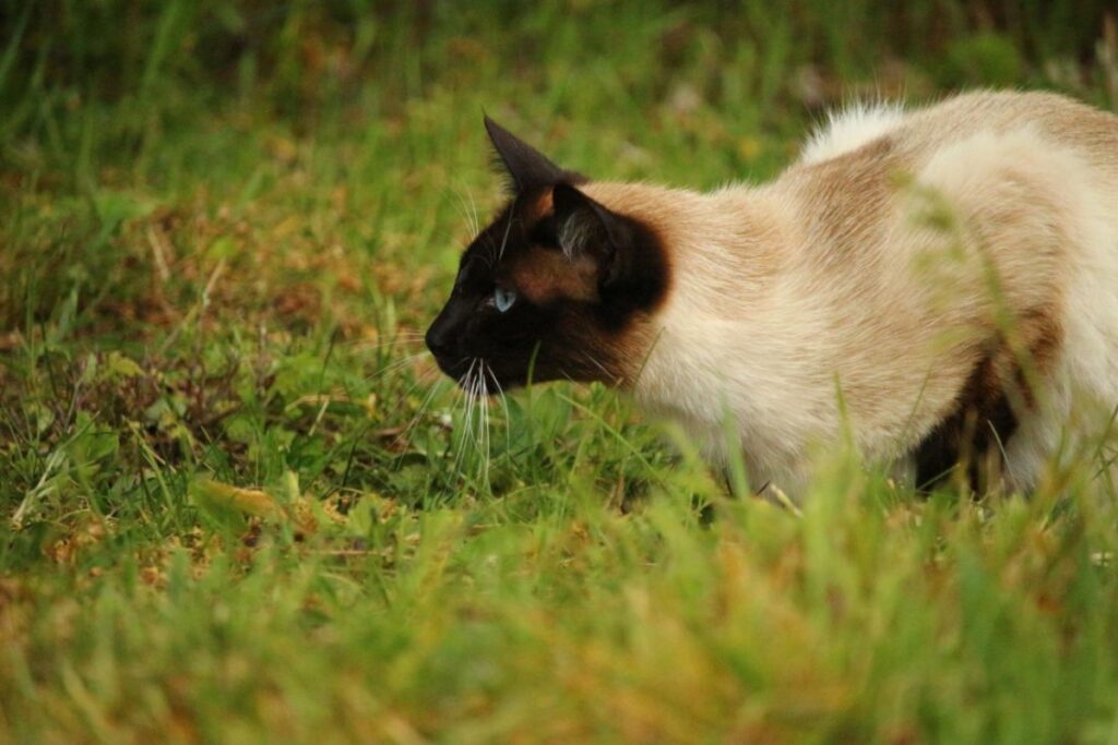 gatto caccia natura