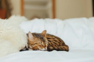 3 motivi per cui ai gatti piace dormire sui piedi delle persone