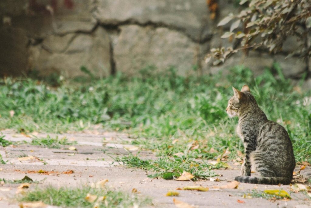 gatto soriano natura