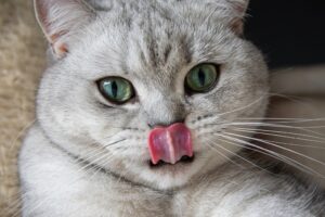 3 ragioni per cui la lingua dei gatti è così ruvida