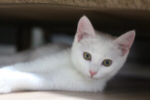 4 consigli efficaci per mantenere il gatto stimolato