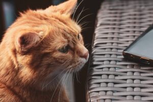 4 consigli per cambiare casa con un gatto in tranquillità