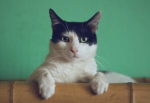 4 consigli per scattare delle foto perfette al gatto