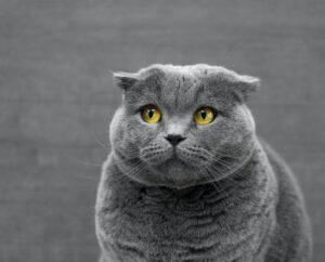 4 cose che i gatti possono avvertire in anticipo