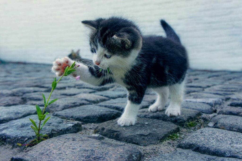 gatto fiore zampa