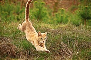 4 incredibili cose che i gatti possono fare grazie alla loro agilità