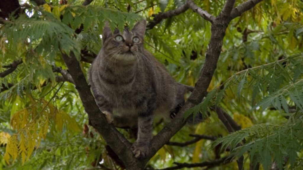 gatto albero foglie