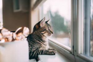 4 cose da fare quando lasci il gatto a casa per andare in vacanza