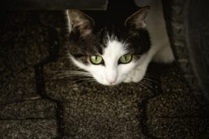 4 modi per rendere un gatto timoroso più sicuro di sé