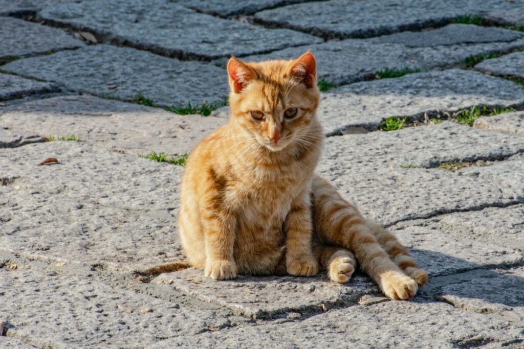 gatto seduto strada