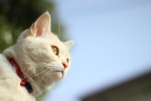 4 motivi per cui dovresti far impiantare un microchip al tuo gatto