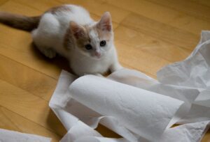 4 motivi per cui i gatti distruggono la carta igienica