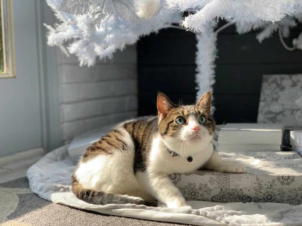 felino albero natale