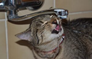 4 ragioni per cui i gatti amano bere dal rubinetto