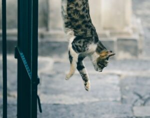 4 ragioni per cui il gatto potrebbe non atterrare in piedi