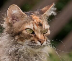 4 razze di gatti più rare in assoluto