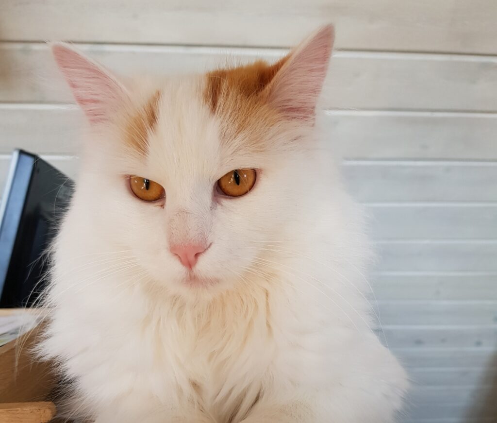 gatto bianco particolare