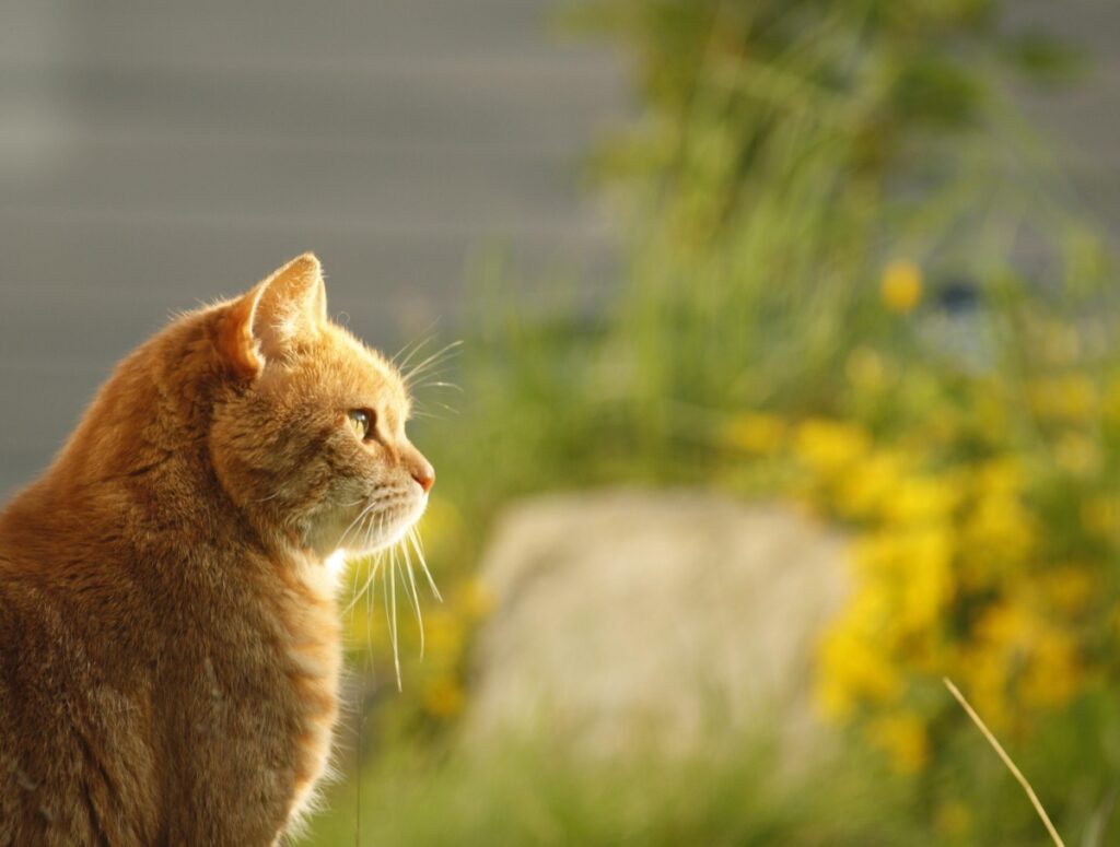 felino natura esplora