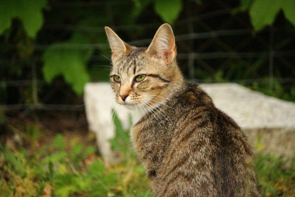 gatto soriano bellissimo