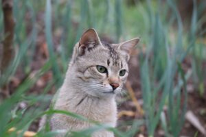 4 usanze più “strane” dei gatti finalmente svelate