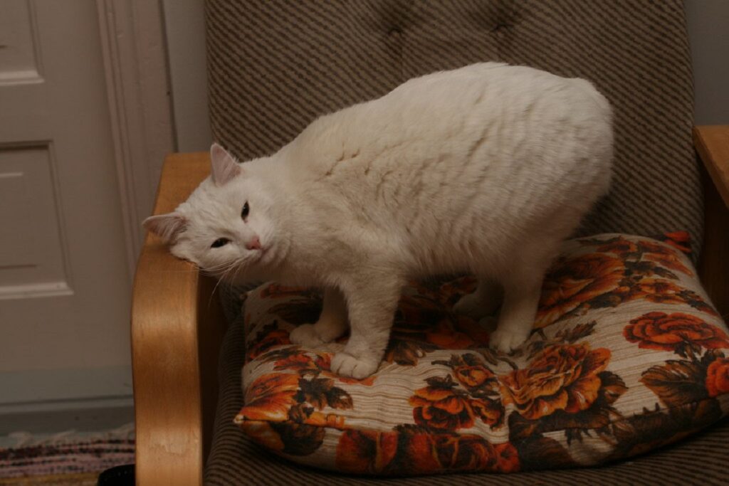 gatto bianco sedia