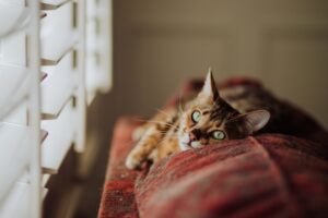 5 cose che renderanno la tua casa più rilassante per il gatto