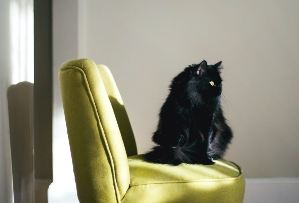 gatto nero seduto