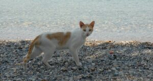 5 cose da sapere prima di portare il gatto in spiaggia