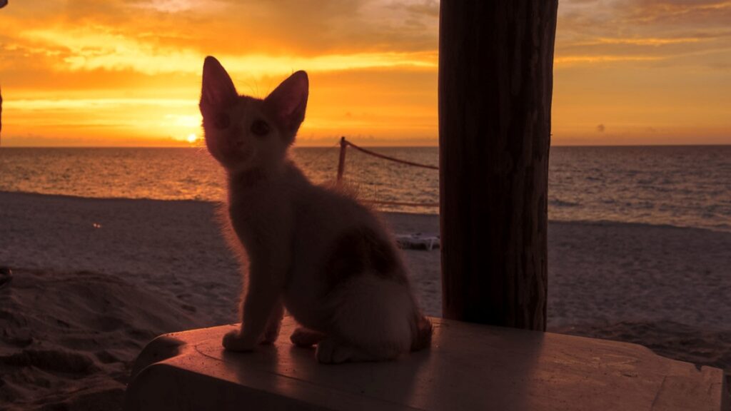 gatto tramonto sole