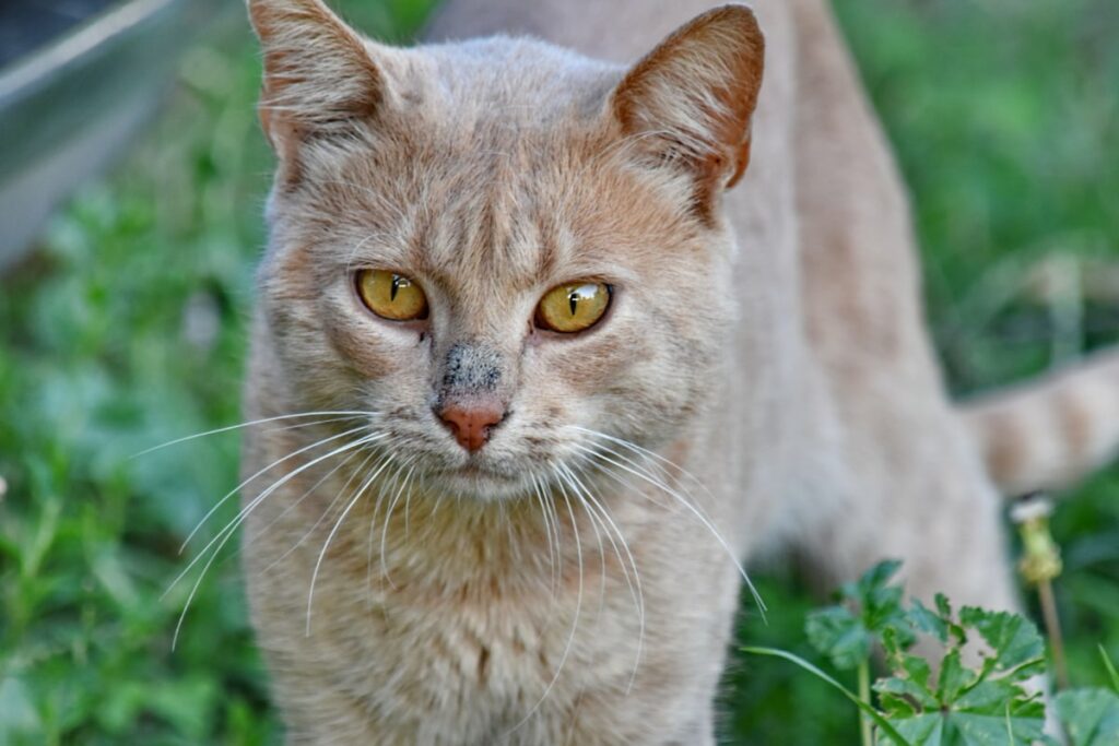 micio natura erba