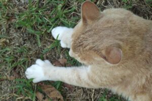 5 fatti sui gatti polidattili che ti lasceranno a bocca aperta