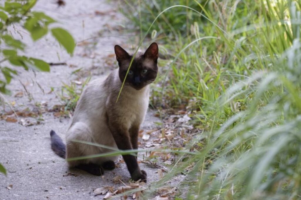 gatto siamese erba