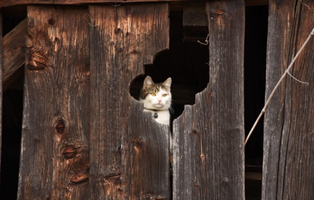 gatto legno casetta