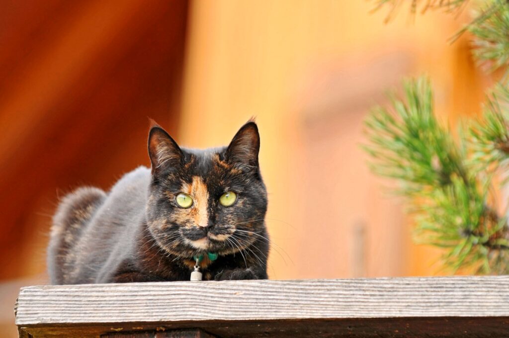 micio colorato nero