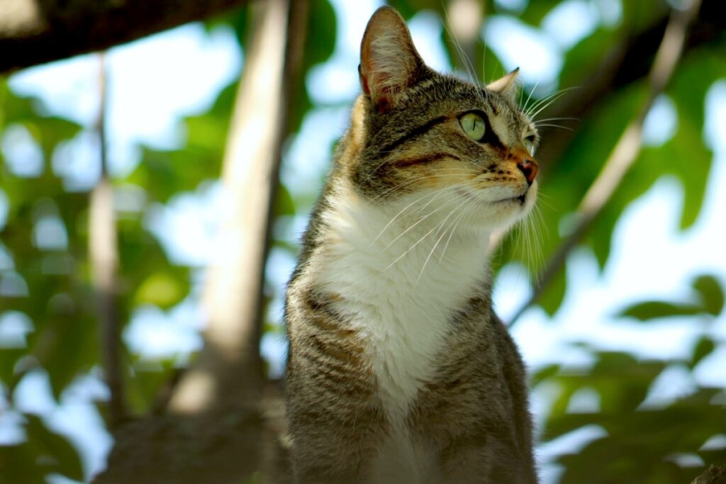 micio foglie natura