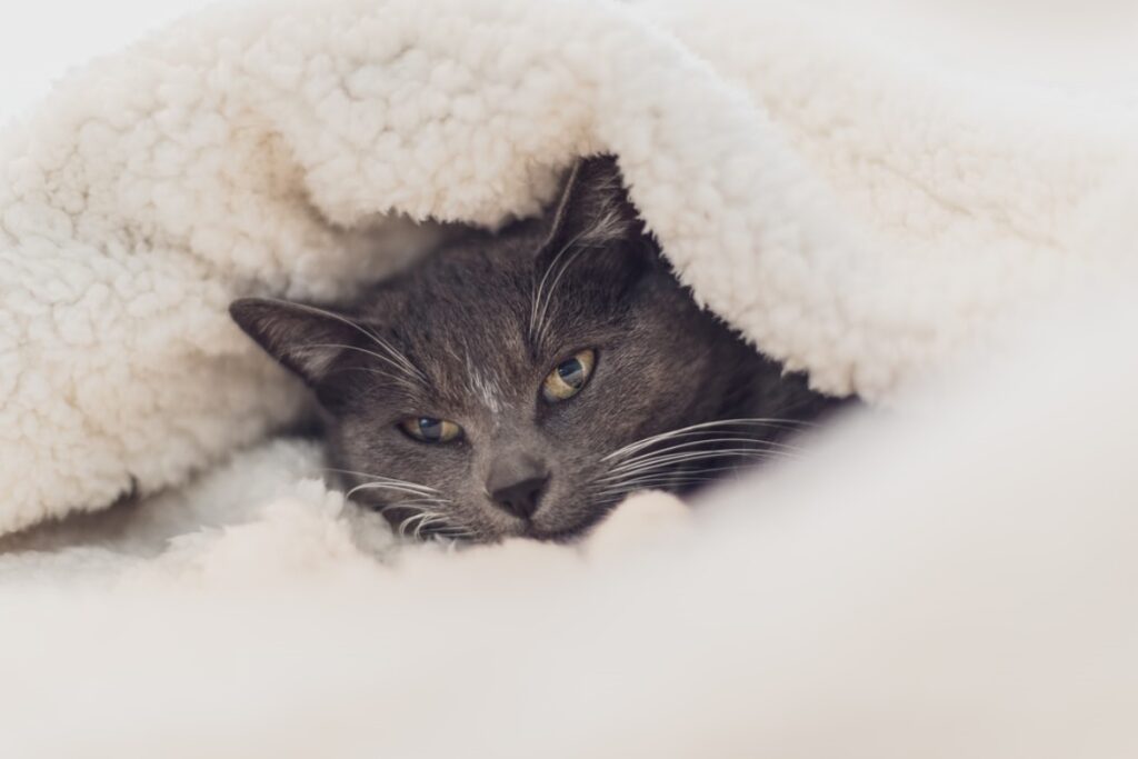 gatto grigio coperte