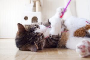 5 ragioni per cui è fondamentale giocare con il gatto