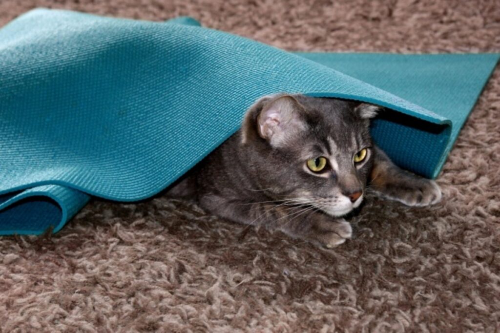 gatto sotto tappetino