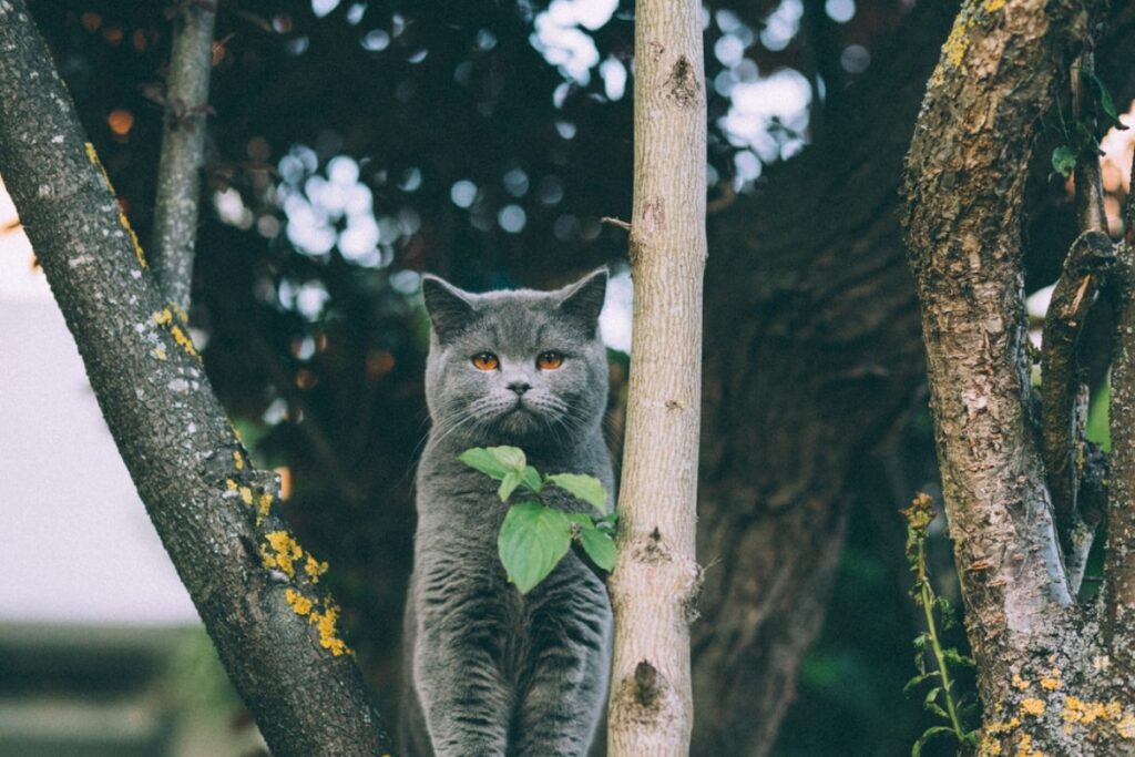 gatto albero foglia